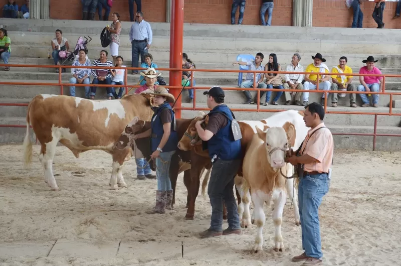 Juzgamiento de ganado.